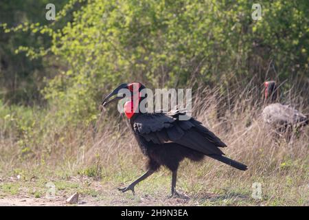 Ein südlicher Hornschnabel auf der Jagd nach Insekten im Krüger National Park, Südafrika Stockfoto