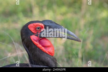 Ein südlicher Hornschnabel auf der Jagd nach Insekten im Krüger National Park, Südafrika Stockfoto