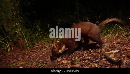 Pine Marten in Wald in der Nacht Stockfoto