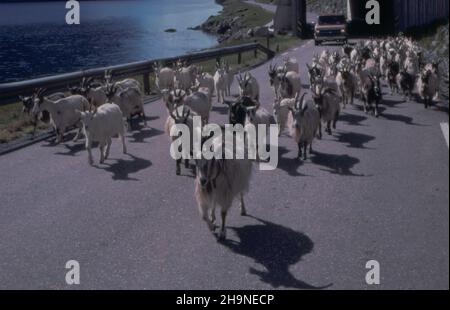 Ziegenherde blockiert die Straße in Kjøsnesfjord, Jolster, Sunnfjord, Vestland, Norwegen Stockfoto