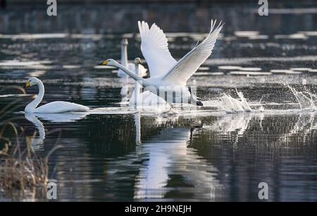 Peking, China. 7th Dez 2021. Schwäne sind am Qingshui-Fluss im Bezirk Miyun in Peking, der Hauptstadt Chinas, am 7. Dezember 2021 abgebildet. Quelle: Chen Yehua/Xinhua/Alamy Live News Stockfoto