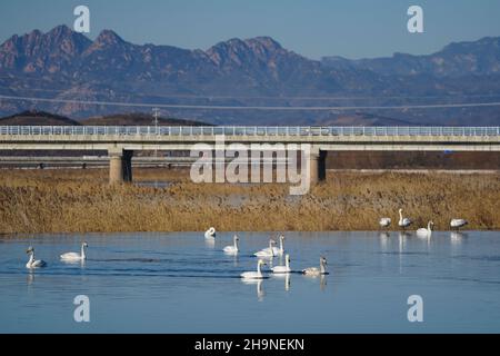 Peking, China. 7th Dez 2021. Schwäne sind am Qingshui-Fluss im Bezirk Miyun in Peking, der Hauptstadt Chinas, am 7. Dezember 2021 abgebildet. Quelle: Chen Yehua/Xinhua/Alamy Live News Stockfoto