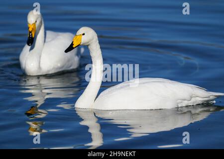 Peking, China. 7th Dez 2021. Schwäne sind am Qingshui-Fluss im Bezirk Miyun in Peking, der Hauptstadt Chinas, am 7. Dezember 2021 abgebildet. Quelle: Chen Yehua/Xinhua/Alamy Live News Stockfoto