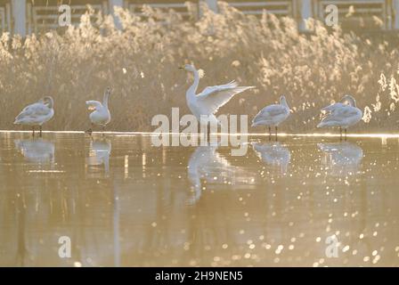 Peking, China. 7th Dez 2021. Schwäne sind am Qingshui-Fluss im Bezirk Miyun in Peking, der Hauptstadt Chinas, am 7. Dezember 2021 abgebildet. Quelle: Chen Yehua/Xinhua/Alamy Live News Stockfoto