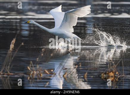 Peking, China. 7th Dez 2021. Ein Schwan ist am Qingshui-Fluss im Bezirk Miyun in Peking, der Hauptstadt Chinas, am 7. Dezember 2021 abgebildet. Quelle: Chen Yehua/Xinhua/Alamy Live News Stockfoto