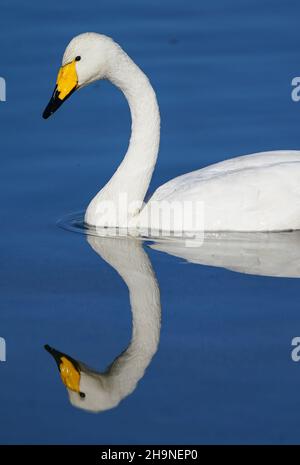 Peking, China. 7th Dez 2021. Ein Schwan ist am Qingshui-Fluss im Bezirk Miyun in Peking, der Hauptstadt Chinas, am 7. Dezember 2021 abgebildet. Quelle: Chen Yehua/Xinhua/Alamy Live News Stockfoto