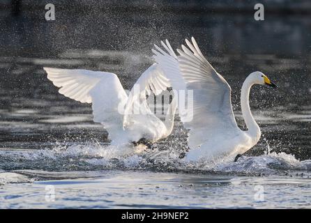 Peking, China. 7th Dez 2021. Schwäne sind am Qingshui-Fluss im Bezirk Miyun in Peking, der Hauptstadt Chinas, am 7. Dezember 2021 abgebildet. Quelle: Chen Yehua/Xinhua/Alamy Live News Stockfoto