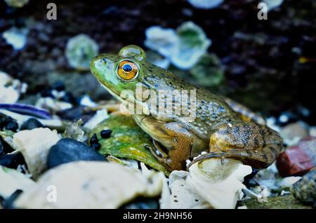 Eine Seitenansicht eines grünen Stierfrosches, der auf den zerbrochenen Muscheln an einem Salzwasserstrand auf Vancouver Island British Columbia Canada sitzt Stockfoto