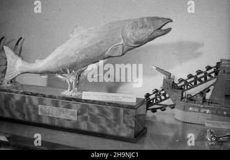 Warszawa, 1948-12. Wystawa darów od klasy robotniczej na Kongres Zjednoczeniowy Polskiej Zjednoczonej Partii Robotniczej, prezentowana w dniach 21-30 grudnia w trzech salach gmachu Politechniki Warszawskiej, a nastêpnie przeniesiona do Muzeum Narodowego. NZ. Statuetka od pracowników Centrali Rybnej Oddzia³u Morskiego w Gdyni. mw PAP Dok³adny dzieñ wydarzenia nieustalony. Warschau, Dezember 1948. Die Ausstellung der Geschenke der Werktätigen an den Vereinigungskongress der Polnischen Arbeiterpartei, die vom 21. Bis 30. Dezember in drei Sälen der Warschauer Technischen Universität präsentiert und später in die Nati übersiedelt wurde Stockfoto