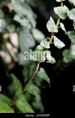 Der Coccinelli-Marienkäfer sitzt auf Efeu-Blättern im Garten. Dunkler Hintergrund. Vorderansicht. Stockfoto