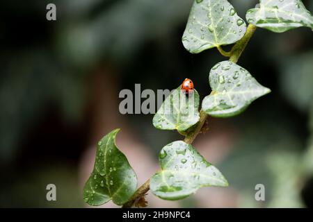 Der Coccinelli-Marienkäfer sitzt auf Efeu-Blättern im Garten. Dunkler Hintergrund. Vorderansicht. Stockfoto