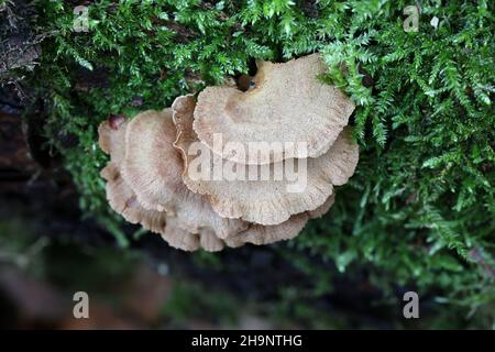 Panellus stipticus, allgemein bekannt als Bitterauster, adstringierender Panus oder lumineszierender Panellus, wilder Pilz aus Finnland Stockfoto