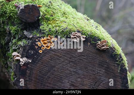 Panellus stipticus, bekannt als die Bitterauster, und Stereum hirsutum, bekannt als falscher putenschwanz, wilde Pilze aus Finnland Stockfoto