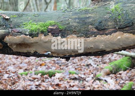 Phellinus laevigatus, allgemein bekannt als Glattborstenpilz, wilder Polypore aus Finnland Stockfoto