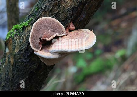 Hapalopilus rutilans, bekannt als Tender Nesting Polypore oder Cinnamon Bracket, Wildpilz aus Finnland Stockfoto