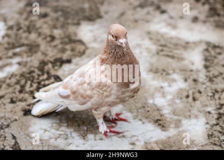Braune weibliche Haustaube, die auf dem Dach in Nahaufnahme steht Stockfoto