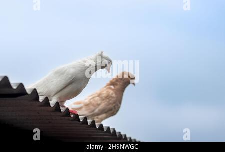 Zwei niedliche Tauben stehen auf dem welligen Aluminiumblech unter dem klaren blauen Himmel Stockfoto