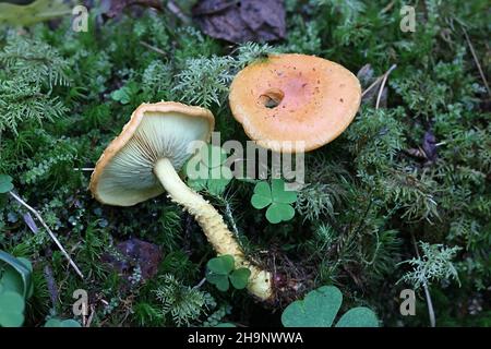 Pholiota Flammans, allgemein bekannt als die gelbe Pholiota, die flammende Pholiota, oder die Flamme scalecap, Wildpilz aus Finnland Stockfoto