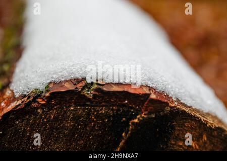 Berlin, Deutschland. 07th Dez 2021. In Devil's Lake Marsh liegt Schnee auf einem Baumstamm. Quelle: Gerald Matzka/dpa/Alamy Live News Stockfoto