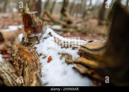 Berlin, Deutschland. 07th Dez 2021. In Devil's Lake Marsh liegt Schnee auf einem Baumstamm. Quelle: Gerald Matzka/dpa/Alamy Live News Stockfoto