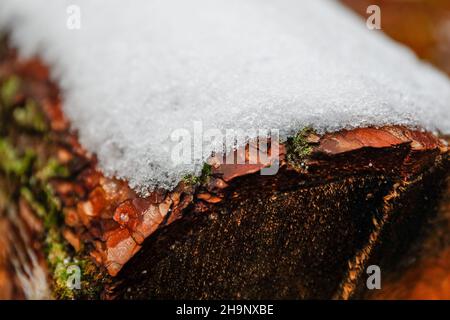 Berlin, Deutschland. 07th Dez 2021. In Devil's Lake Marsh liegt Schnee auf einem Baumstamm. Quelle: Gerald Matzka/dpa/Alamy Live News Stockfoto