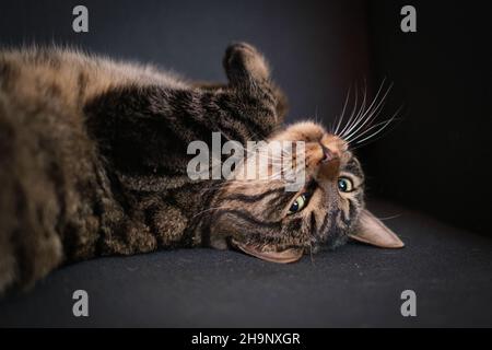 Ein Porträt einer braun gestromten Hauskatze, die bequem auf dem Rücken liegt und auf die Kamera blickt Stockfoto