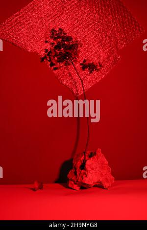 Trockenes Gras in Stein mit tiefen Schatten. Natürlicher Hintergrund. Minimal, Kunstkonzept. boho und Kinfolk Design. Selektiver Fokus. Foto durch roten Filter Stockfoto