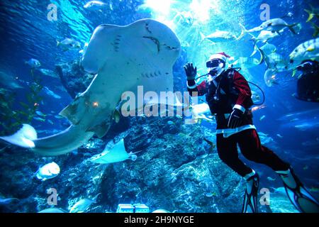 Bangkok, Thailand. 08th Dez 2021. Ein Taucher im Weihnachtsmann-Outfit schwimmt während der Weihnachtszeit neben einem Hai im SEA LIFE Aquarium. Kredit: SOPA Images Limited/Alamy Live Nachrichten Stockfoto