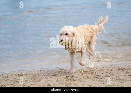 Der weiße Labradoodle-Hund läuft am Rand des Wassers. Der trockene Hund läuft zur Hälfte am Sandstrand und zur Hälfte im Wasser, schwänzend nach oben Stockfoto