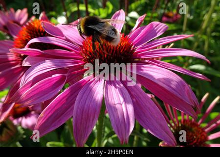 Hummel auf Echinacea Blume oder Koneblume Stockfoto