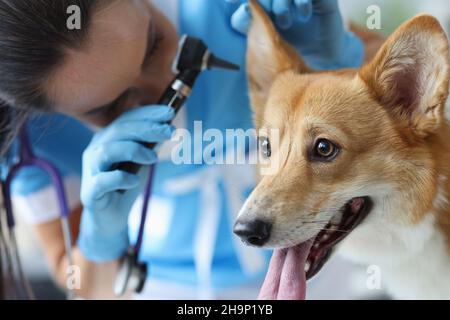 Tierarzt untersucht Hund Ohrmuschel Nahaufnahme. Erkrankungen der Ohren bei Hunden Stockfoto