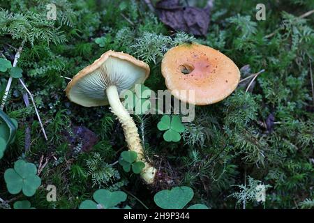 Pholiota Flammans, allgemein bekannt als die gelbe Pholiota, die flammende Pholiota, oder die Flamme scalecap, Wildpilz aus Finnland Stockfoto