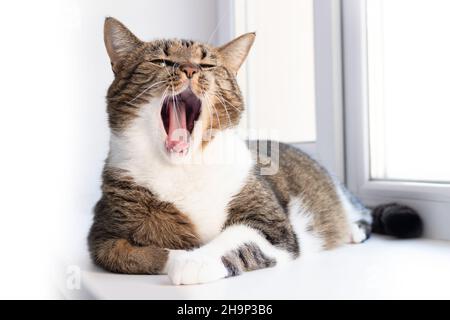 Graue Kurzhaar-Katze, gestromt, auf einer weißen Fensterbank liegend und gähnt. Selektiver Fokus. Stockfoto