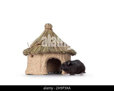 Niedlicher kleiner schwarzer Hamster, der in Richtung eines essbaren Hauses geht. Isoliert auf weißem Hintergrund. Stockfoto