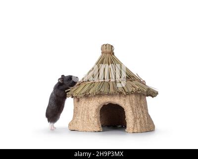 Netter kleiner schwarzer Hamster, der neben einem essbaren Haus steht. Stehen mit Pfoten auf dem Dach. Isoliert auf weißem Hintergrund. Stockfoto