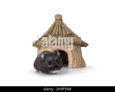 Netter kleiner schwarzer Hamster, der vom essbaren Haus weg läuft. Blick von der Türöffnung auf die Kamera. Isoliert auf weißem Hintergrund. Stockfoto