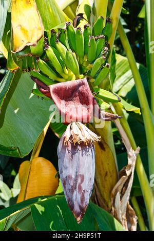 Grüne rohe Banane und große Banane blühen auf dem Baum. Lebensmittel aus der Natur Stockfoto