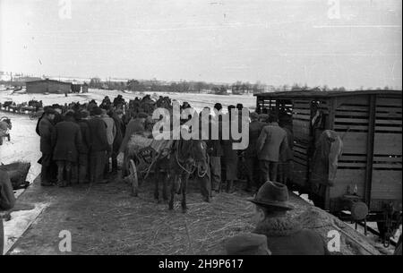 Ryki, 1949-02. Skup trzody chlewnej i byd³a zorganizowany w powiecie garwoliñskim przez Zwi¹zek Samopomocy Ch³opskiej (ZSCh). Dziêki tzw. Akcji H wzros³a poda¿. NZ. Kolejka do wa¿enia zwierz¹t przy rampie kolejowej. mw PAP Dok³adny dzieñ wydarzenia nieustalony. Ryki, 1949. Februar. Beschaffung von Schwein und Rindern, organisiert von der Selbsthilfeband der Bauern (ZSCH) im Landkreis Garwolin. Die H-Aktion trieb die Nachfrage an. Im Bild: Eine Schlange für die Aminalgewichtung an der Bahnrampe. mw PAP Stockfoto