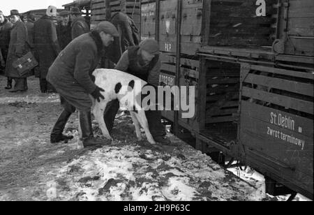 Ryki, 1949-02. Skup trzody chlewnej i byd³a zorganizowany w pow. garwoliñskim przez Zwi¹zek Samopomocy Ch³opskiej (ZSCh). Dziêki tzw. Akcji H wzros³a poda¿. NZ. za³adunek do poci¹gu, który w nocy odjedzie do Warszawy. mw PAP Dok³adny dzieñ wydarzenia nieustalony. Ryki, 1949. Februar. Beschaffung von Schwein und Rindern, organisiert von der Selbsthilfeband der Bauern (ZSCH) im Landkreis Garwolin. Die H-Aktion trieb die Nachfrage an. Bild: Verladung in einen Zug, der in der Nacht nach Warschau abfährt. mw PAP Stockfoto