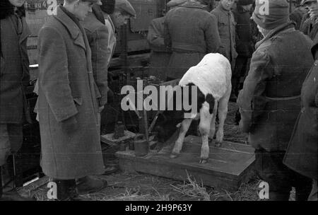 Ryki, 1949-02. Skup trzody chlewnej i byd³a zorganizowany w pow. garwoliñskim przez Zwi¹zek Samopomocy Ch³opskiej (ZSCh). Dziêki tzw. Akcji H wzros³a poda¿. NZ. wa¿enie ciel¹t. mw PAP Dok³adny dzieñ wydarzenia nieustalony. Ryki, 1949. Februar. Beschaffung von Schwein und Rindern, organisiert von der Selbsthilfeband der Bauern (ZSCH) im Landkreis Garwolin. Die H-Aktion trieb die Nachfrage an. Abgebildet: Wadengewichtung. mw PAP Stockfoto