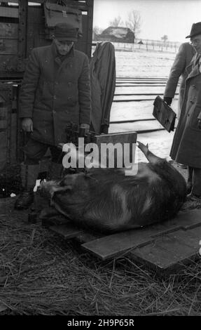 Ryki, 1949-02. Skup trzody chlewnej i byd³a zorganizowany w pow. garwoliñskim przez Zwi¹zek Samopomocy Ch³opskiej (ZSCh). Dziêki tzw. Akcji H wzros³a poda¿. NZ. wa¿enie. mw PAP Dok³adny dzieñ wydarzenia nieustalony. Ryki, 1949. Februar. Beschaffung von Schwein und Rindern, organisiert von der Selbsthilfeband der Bauern (ZSCH) im Landkreis Garwolin. Die H-Aktion trieb die Nachfrage an. Abbildung: Gewichtung MW PAP Stockfoto