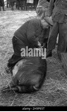 Ryki, 1949-02. Skup trzody chlewnej i byd³a zorganizowany w pow. garwoliñskim przez Zwi¹zek Samopomocy Ch³opskiej (ZSCh). Dziêki tzw. Akcji H wzros³a poda¿. NZ. Znakowanie. mw PAP Dok³adny dzieñ wydarzenia nieustalony. Ryki, 1949. Februar. Beschaffung von Schwein und Rindern, organisiert von der Selbsthilfeband der Bauern (ZSCH) im Landkreis Garwolin. Die H-Aktion trieb die Nachfrage an. Abbildung: Markierung. mw PAP Stockfoto