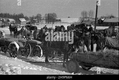 Ryki, 1949-02. Skup trzody chlewnej i byd³a zorganizowany w pow. garwoliñskim przez Zwi¹zek Samopomocy Ch³opskiej (ZSCh). Dziêki tzw. Akcji H wzros³a poda¿. mw PAP Dok³adny dzieñ wydarzenia nieustalony. Ryki, 1949. Februar. Beschaffung von Schwein und Rindern, organisiert von der Selbsthilfeband der Bauern (ZSCH) im Landkreis Garwolin. Die H-Aktion trieb die Nachfrage an. mw PAP Stockfoto