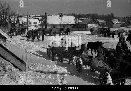 Ryki, 1949-02. Skup trzody chlewnej i byd³a zorganizowany w pow. garwoliñskim przez Zwi¹zek Samopomocy Ch³opskiej (ZSCh). Dziêki tzw. Akcji H wzros³a poda¿. mw PAP Dok³adny dzieñ wydarzenia nieustalony. Ryki, 1949. Februar. Beschaffung von Schwein und Rindern, organisiert von der Selbsthilfeband der Bauern (ZSCH) im Landkreis Garwolin. Die H-Aktion trieb die Nachfrage an. mw PAP Stockfoto