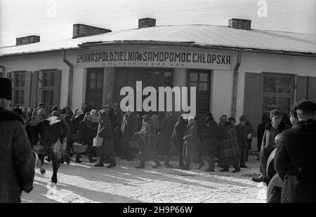 Ryki, 1949-02. Skup trzody chlewnej i byd³a zorganizowany w pow. garwoliñskim przez Zwi¹zek Samopomocy Ch³opskiej (ZSCh). Dziêki tzw. Akcji H wzros³a poda¿. mw PAP Dok³adny dzieñ wydarzenia nieustalony. Ryki, 1949. Februar. Beschaffung von Schwein und Rindern, organisiert von der Selbsthilfeband der Bauern (ZSCH) im Landkreis Garwolin. Die H-Aktion trieb die Nachfrage an. mw PAP Stockfoto