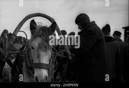 Ryki, 1949-02. Skup trzody chlewnej i byd³a zorganizowany w pow. garwoliñskim przez Zwi¹zek Samopomocy Ch³opskiej (ZSCh). Dziêki tzw. Akcji H wzros³a poda¿. mw PAP Dok³adny dzieñ wydarzenia nieustalony. Ryki, 1949. Februar. Beschaffung von Schwein und Rindern, organisiert von der Selbsthilfeband der Bauern (ZSCH) im Landkreis Garwolin. Die H-Aktion trieb die Nachfrage an. mw PAP Stockfoto