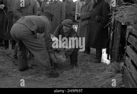 Ryki, 1949-02. Skup trzody chlewnej i byd³a zorganizowany w pow. garwoliñskim przez Zwi¹zek Samopomocy Ch³opskiej (ZSCh). Dziêki tzw. Akcji H wzros³a poda¿. NZ. za³adunek do poci¹gu, który w nocy odjedzie do Warszawy. mw PAP Dok³adny dzieñ wydarzenia nieustalony. Ryki, 1949. Februar. Beschaffung von Schwein und Rindern, organisiert von der Selbsthilfeband der Bauern (ZSCH) im Landkreis Garwolin. Die H-Aktion trieb die Nachfrage an. Bild: Verladung in einen Zug, der in der Nacht nach Warschau abfährt. mw PAP Stockfoto