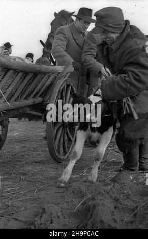 Ryki, 1949-02. Skup trzody chlewnej i byd³a zorganizowany w pow. garwoliñskim przez Zwi¹zek Samopomocy Ch³opskiej (ZSCh). Dziêki tzw. Akcji H wzros³a poda¿. mw PAP Dok³adny dzieñ wydarzenia nieustalony. Ryki, 1949. Februar. Beschaffung von Schwein und Rindern, organisiert von der Selbsthilfeband der Bauern (ZSCH) im Landkreis Garwolin. Die H-Aktion trieb die Nachfrage an. mw PAP Stockfoto