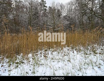 07. Dezember 2021, Brandenburg, Angermünde: Schilf steht am Rande eines winterverschneiten Waldes. Foto: Patrick Pleul/dpa-Zentralbild/ZB Stockfoto