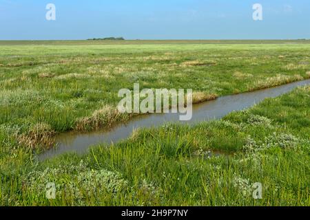 Drainage Graben in einer Küstenlandschaft mit Salzsumpfgebiet, Nationalpark Schleswig-Holsteinisches Wattenmeer, Schleswig-Holstein, Westerhever, Deutschland Stockfoto